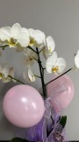 BALON SÜSLEMELİ TEK DAL BEYAZ ORKİDE