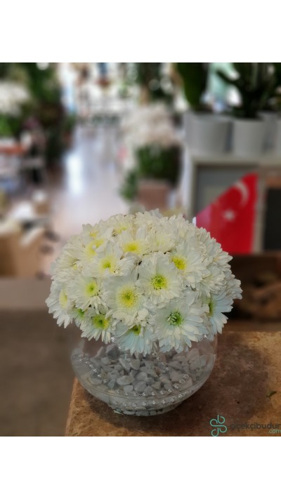 PAPATYA KÜRE