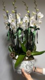 EİGHT BLOOM ORKİDE ÇİÇEĞİ