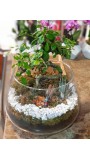 CAMDA BONSAİ TERARYUM